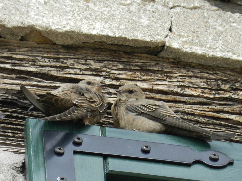 Rondine montana (Ptyonoprogne rupestris)